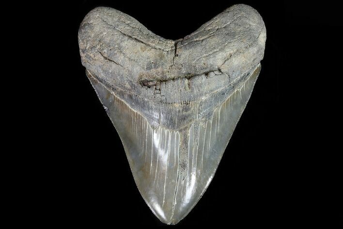 Serrated, Fossil Megalodon Tooth - Georgia #82675
